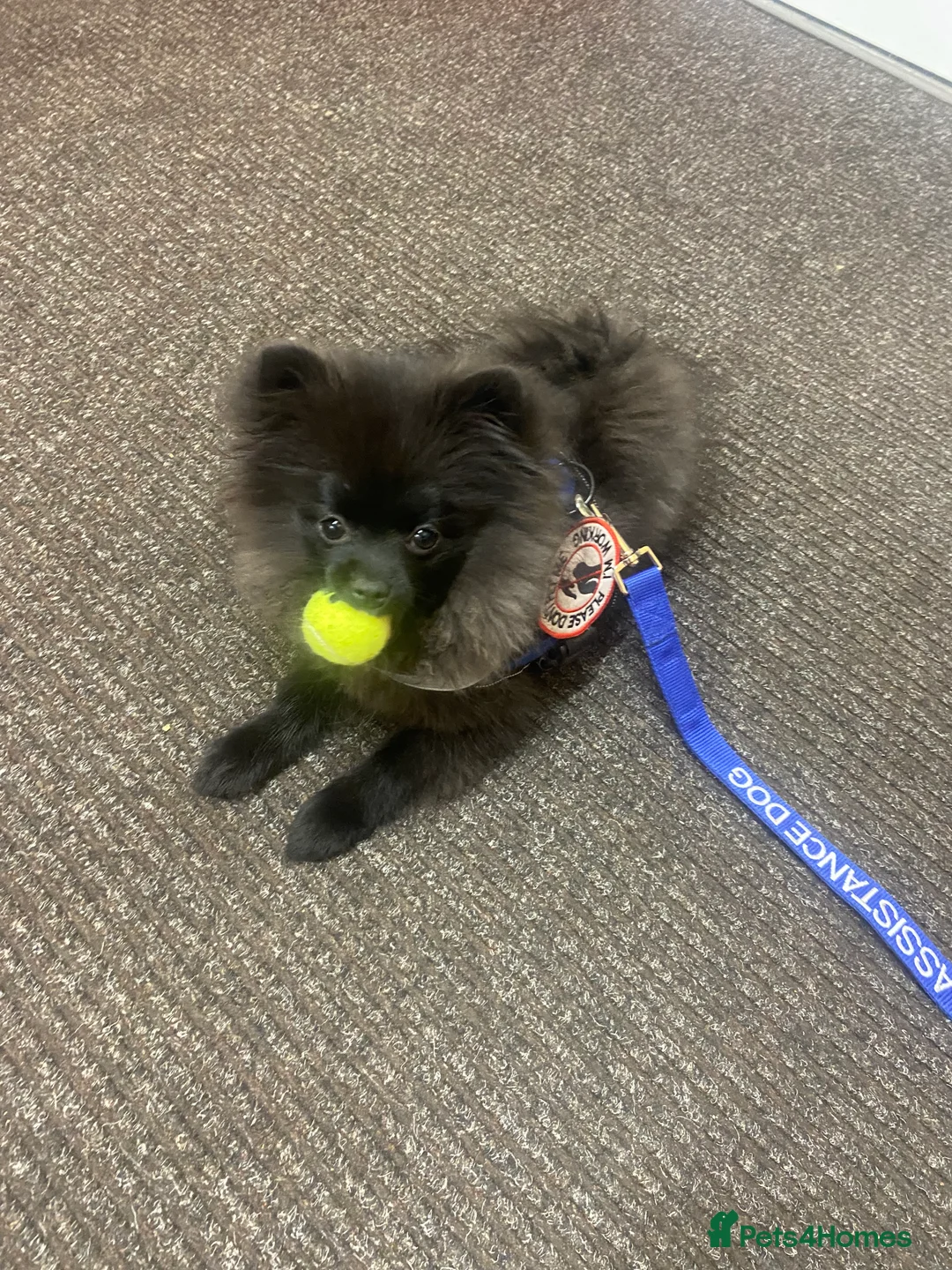 Pomeranian dogs for stud: Stud KC registered Pomeranian - Advert 3