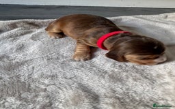 Cocker Spaniel dogs for sale: Stunning KC show cocker spaniels  - Image 3