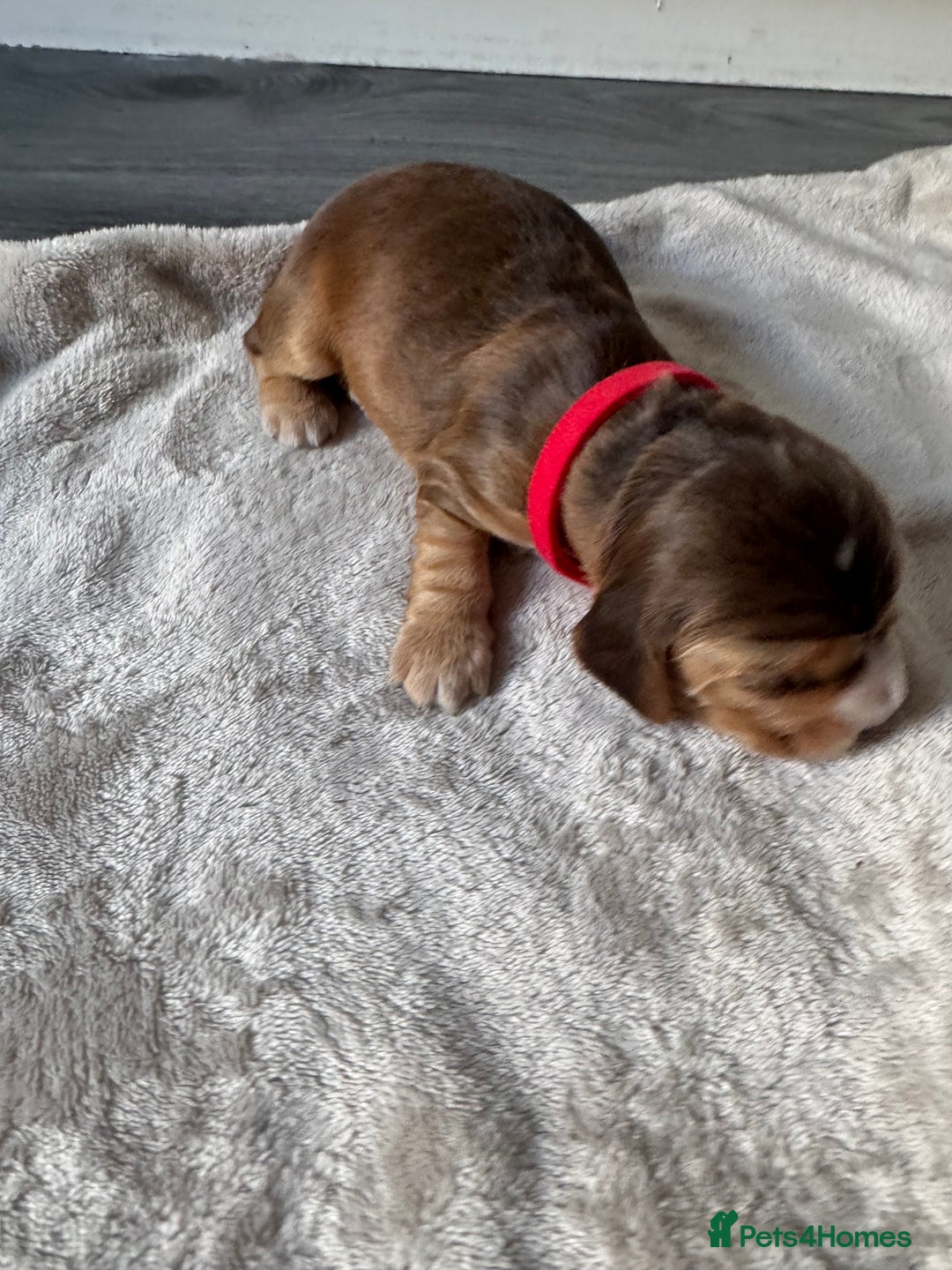 Cocker Spaniel dogs for sale: Stunning KC show cocker spaniels  - Image 3