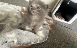 Maine Coon cats for sale: Kittens  - Image 21