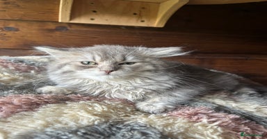 Ragdoll cats - Advert 5