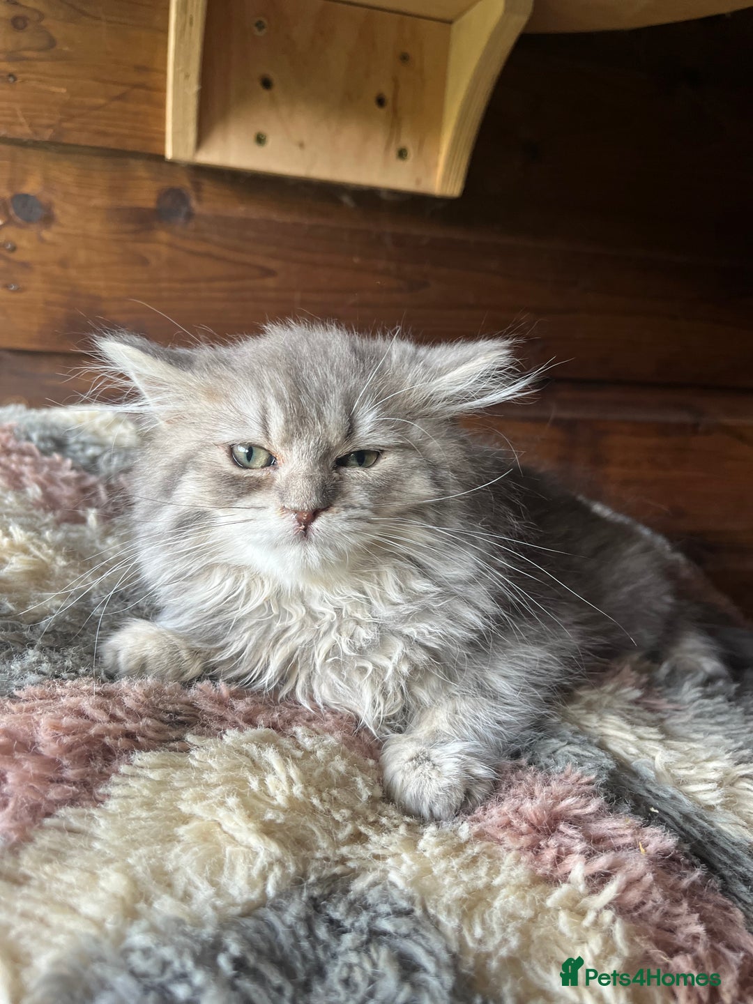 Ragdoll cats for sale: Ragdoll x longhair female kitten  - Image 2
