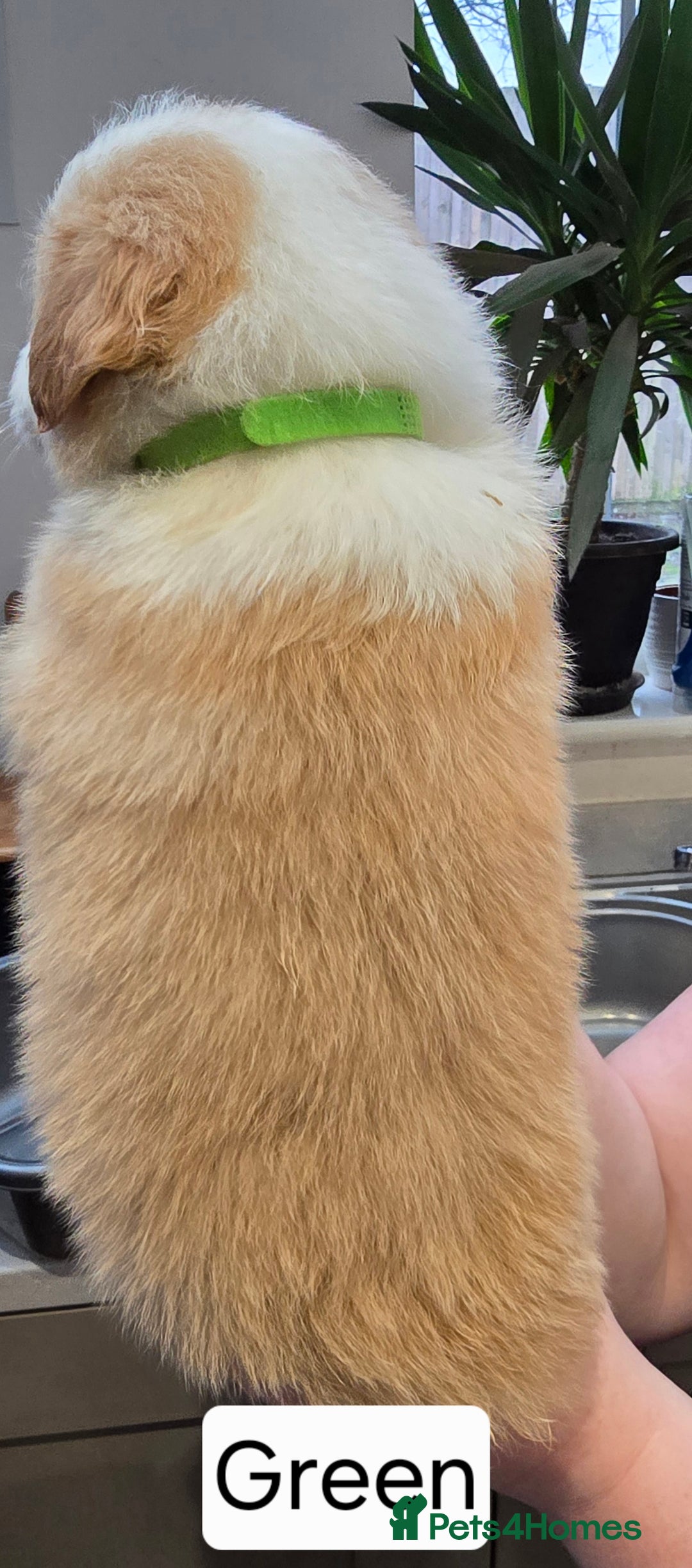 Border Collie dogs for sale: Beautiful EE-Red/Golden Long Haired Border Collies - Advert 12