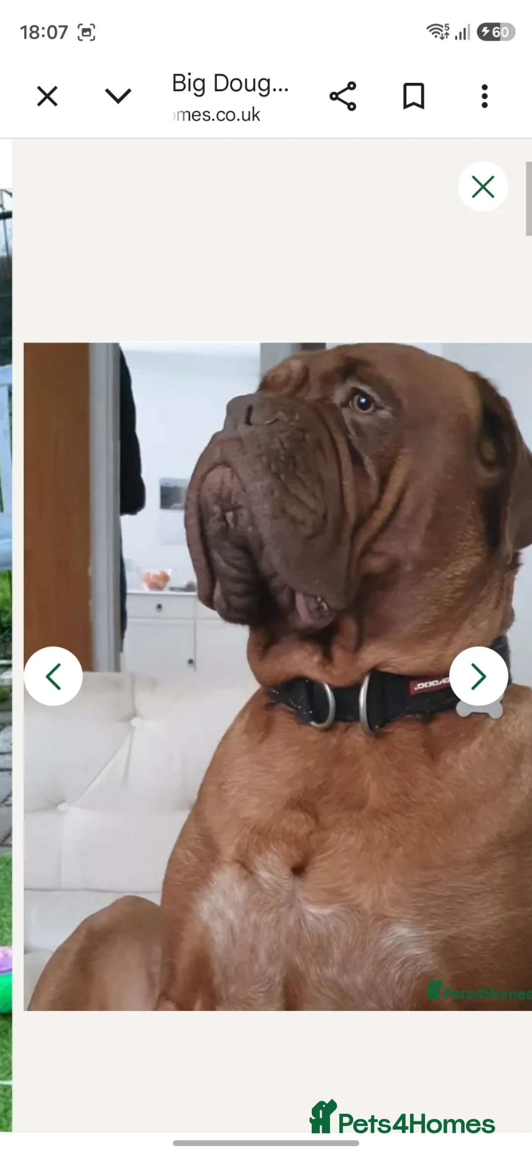 Dogue De Bordeaux dogs for stud: Big Dougie for stud - Advert 7