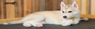 Przyjaciel  (until his new family names him)