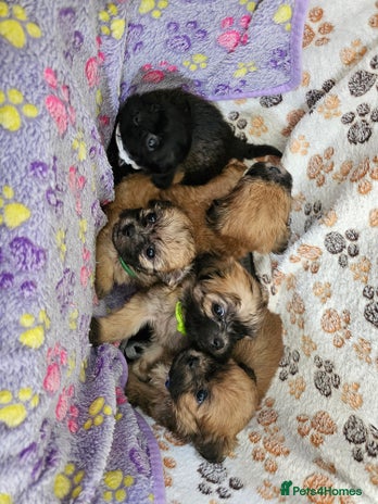 Zuchon dogs - Advert 13