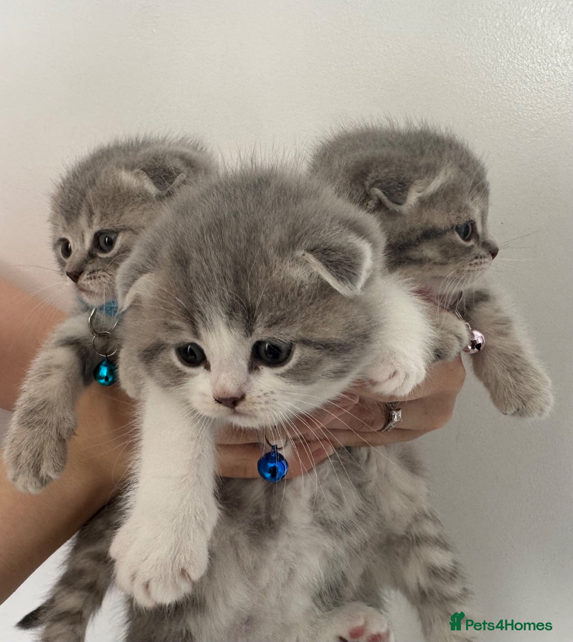 Scottish Fold cats 🐾 ADORABLE FLUFFY SCOTTISH FOLD KITTENS – £695 🐾 - Advert 1