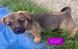 Jack Russell dogs for sale: Jack Russell puppies 2 girls left!!! in Aldershot - Image 4