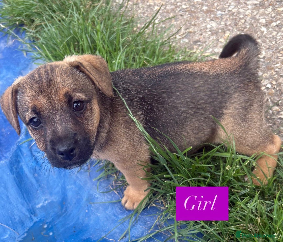Jack Russell dogs for sale: Jack Russell puppies 2 girls left!!! in Aldershot - Image 4