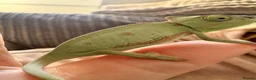 Chameleon reptiles for sale: Yemen Chameleon Babies ✅ 🦎 in Dunmow - Advert 12