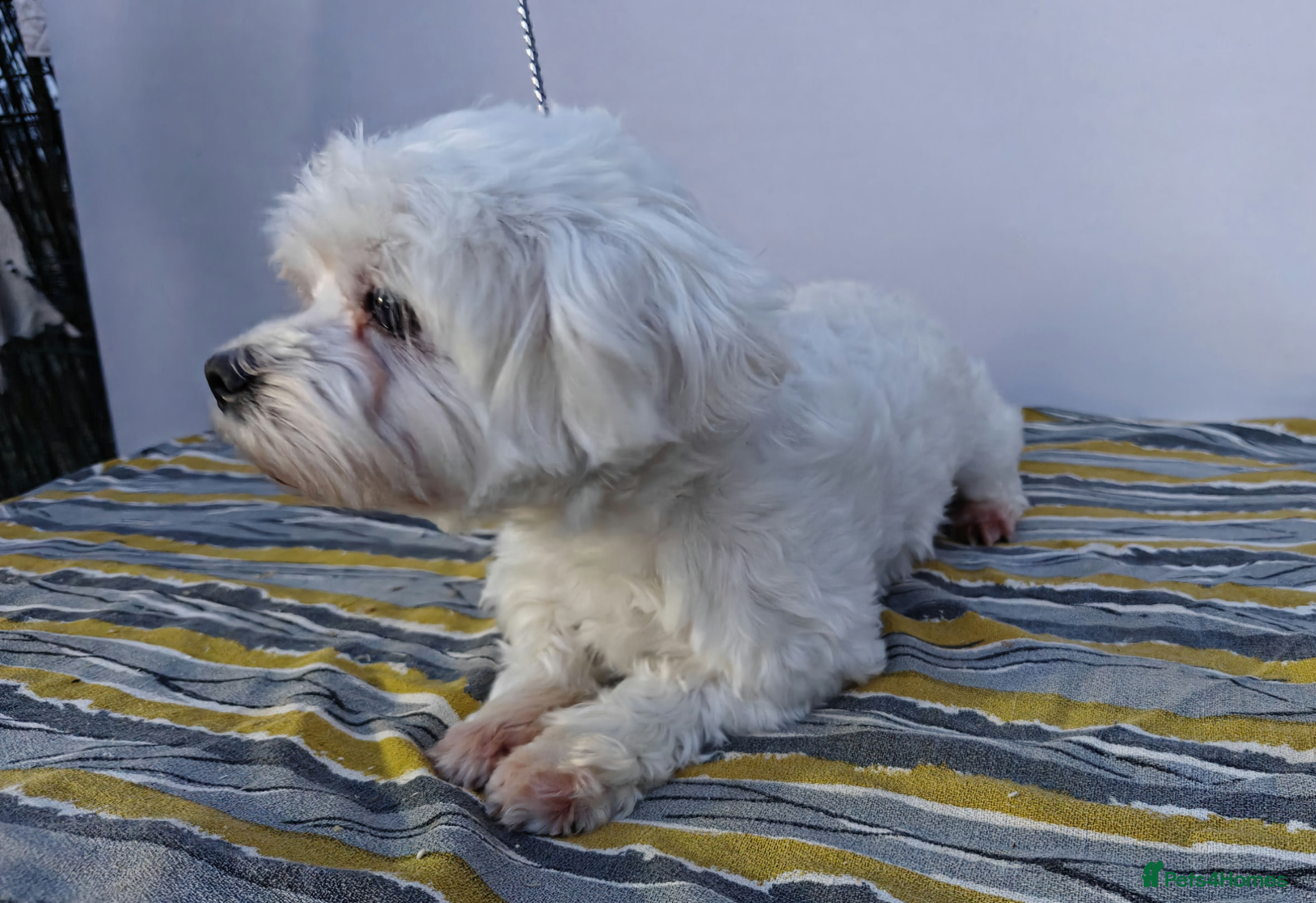 Maltese dogs 🐾 ANGEL – Female Maltese 🐾 - Advert 5