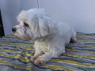 Maltese dogs 🐾 ANGEL – Female Maltese 🐾 - Advert 5