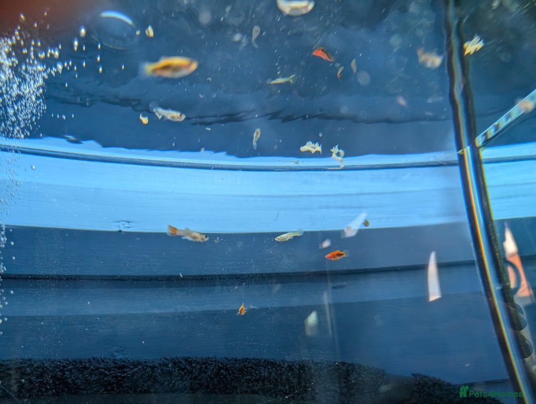Cichlids fish for sale: Gold edge ram  - Image 3