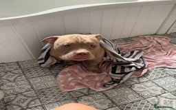 American Bully dogs for sale: Exotic American bully  - Image 4