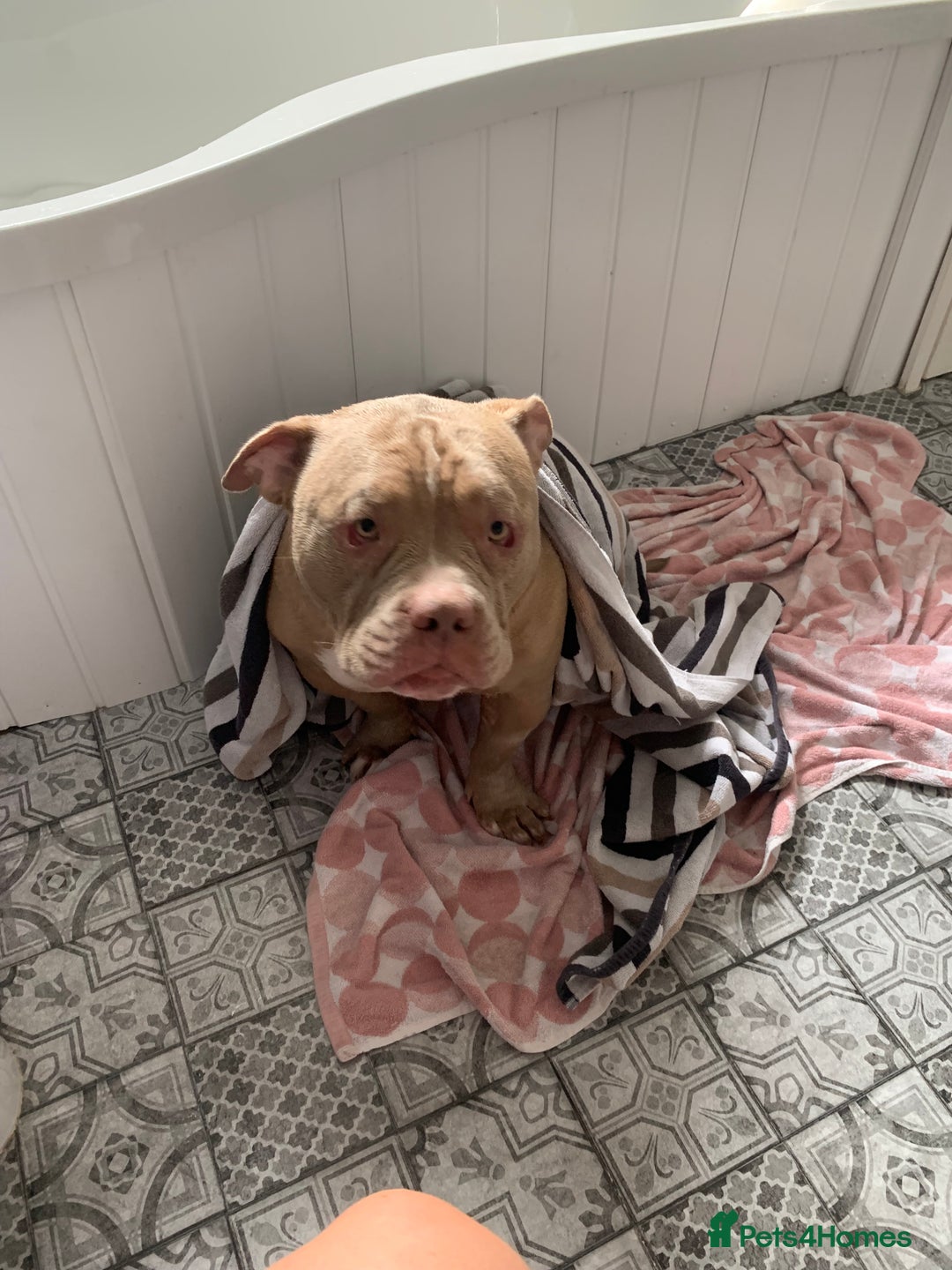 American Bully dogs for sale: Exotic American bully  - Image 4