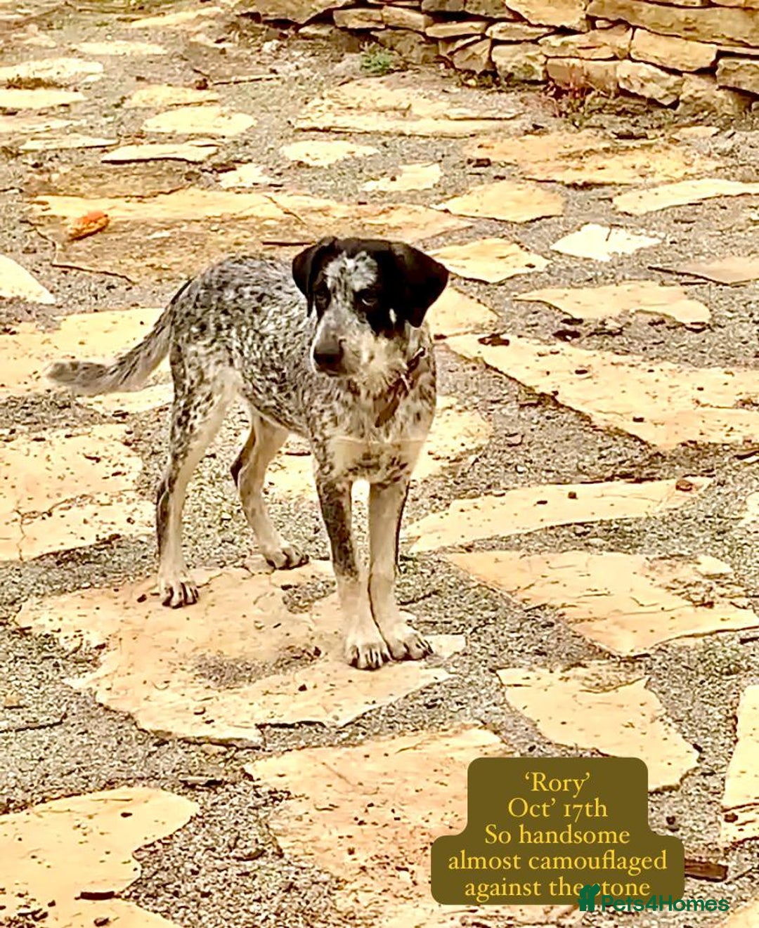 Mixed Breed dogs for adoption: Rory, 6-7 months approx. Available for adoption. - Advert 28