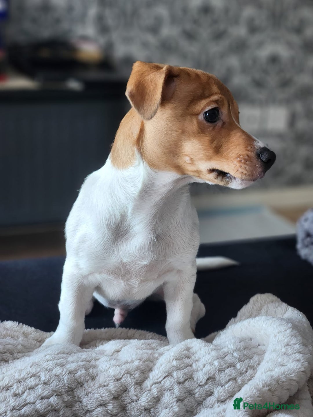 Jack Russell dogs for sale: Im selling my beautiful dog - Image 3