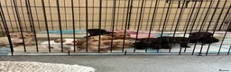 Sprocker dogs for sale: working sprocker spaniel puppies 2 left  - Advert 8