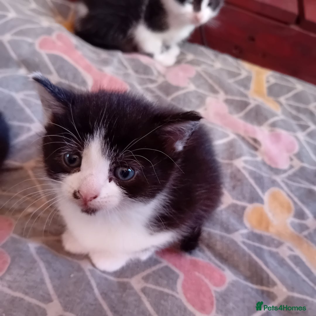 Mixed Breed cats for sale: Male and female kittens for sale  - Image 5