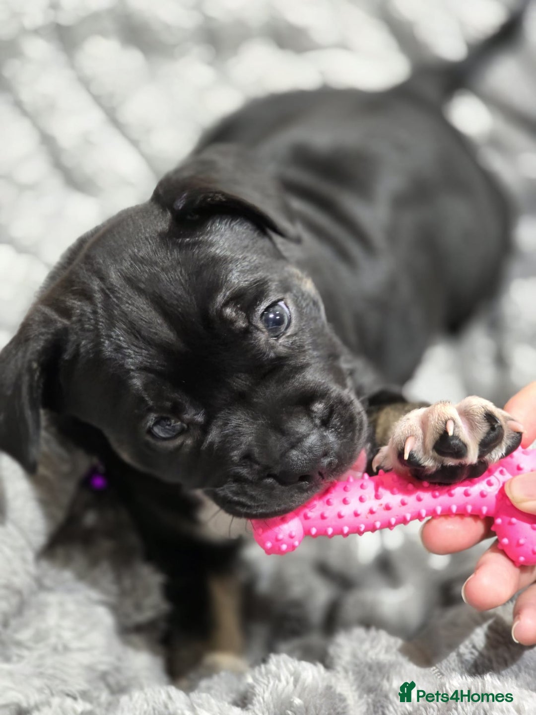 Mixed Breed dogs for sale: American french bully  - Advert 21