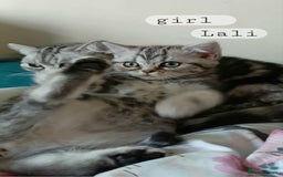 British Shorthair cats for sale: Bsh .Silver Classic Tabby .GCCF. - Image 10