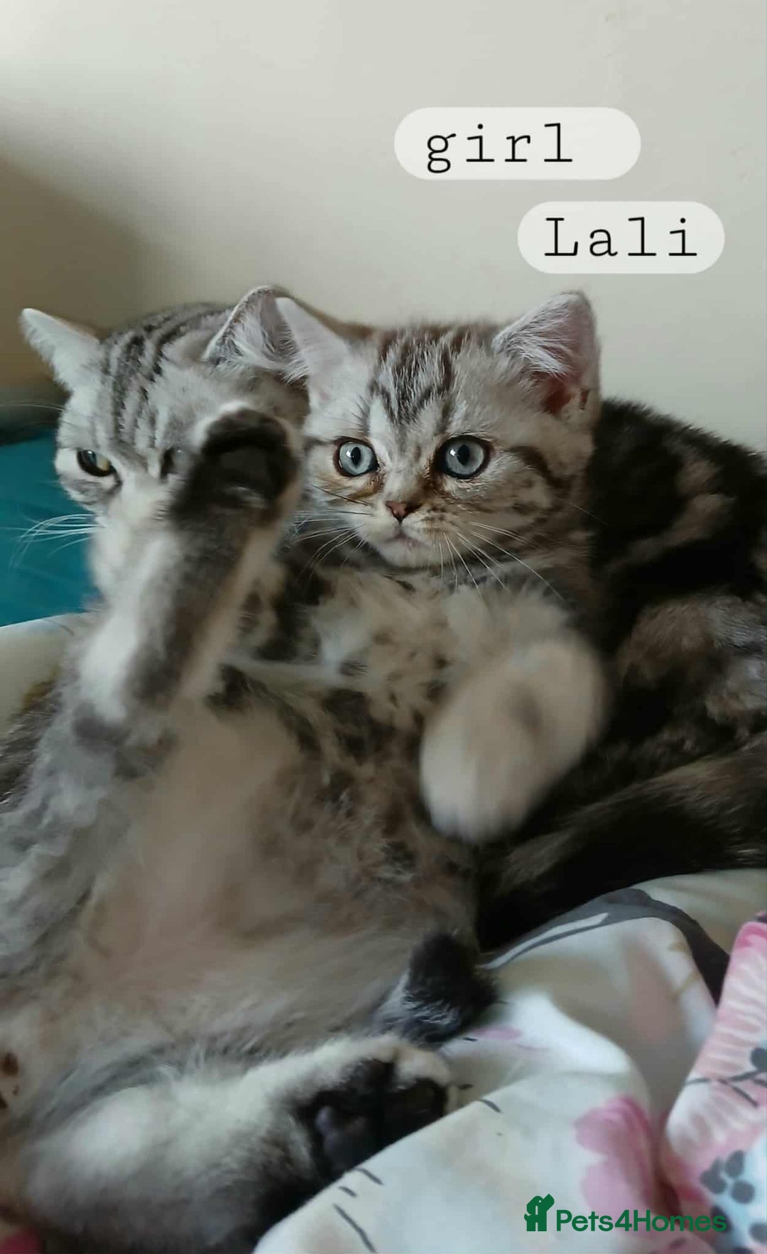 British Shorthair cats for sale: Bsh .Silver Classic Tabby .GCCF. - Image 10