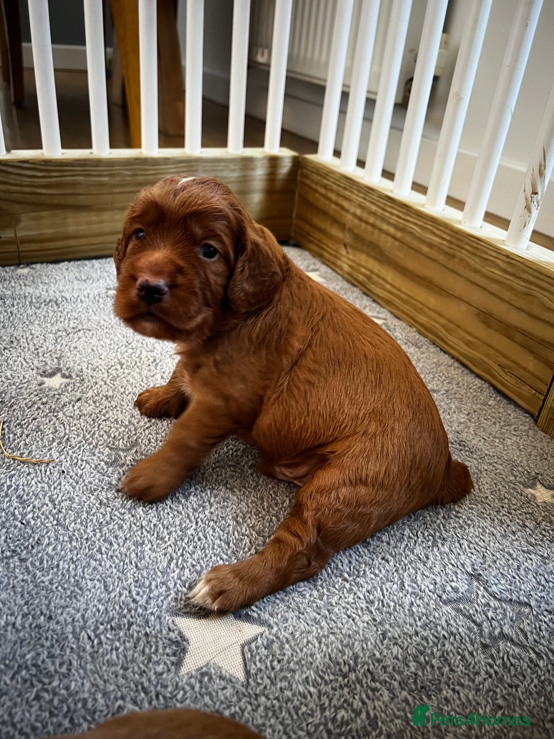 Cocker Spaniel dogs for sale: Working Cocker Spaniels  - Image 8