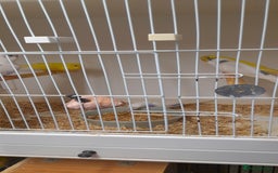 Budgerigars birds for sale: Budgies for sale - Image 4