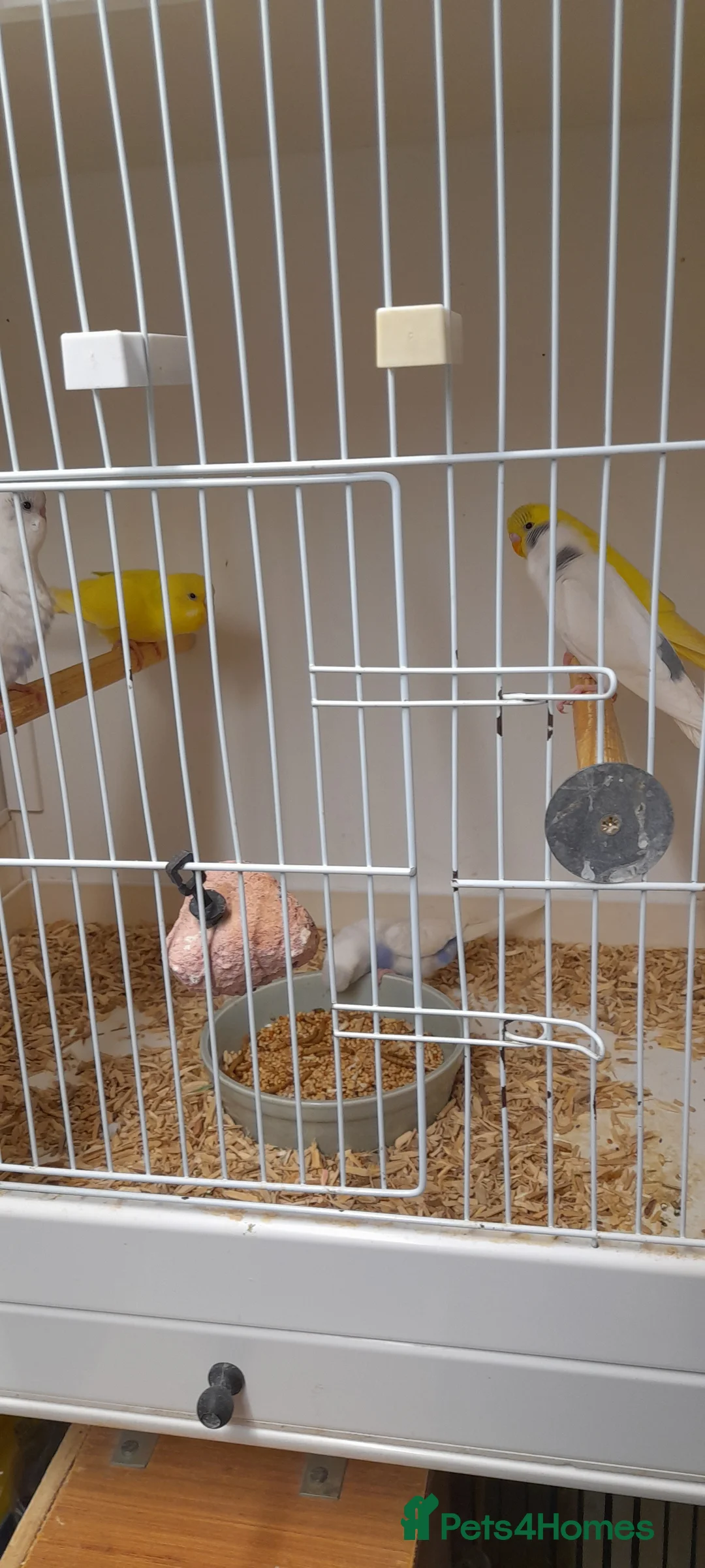 Budgerigars birds for sale: Budgies for sale - Advert 4