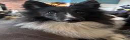 Shetland Sheepdog dogs for sale: Beautiful black bi girl  - Advert 3