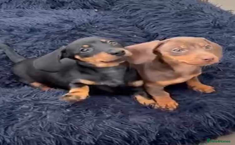 Miniature Dachshund dogs - Advert 14