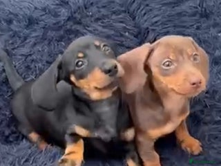 Miniature Dachshund dogs - Advert 10