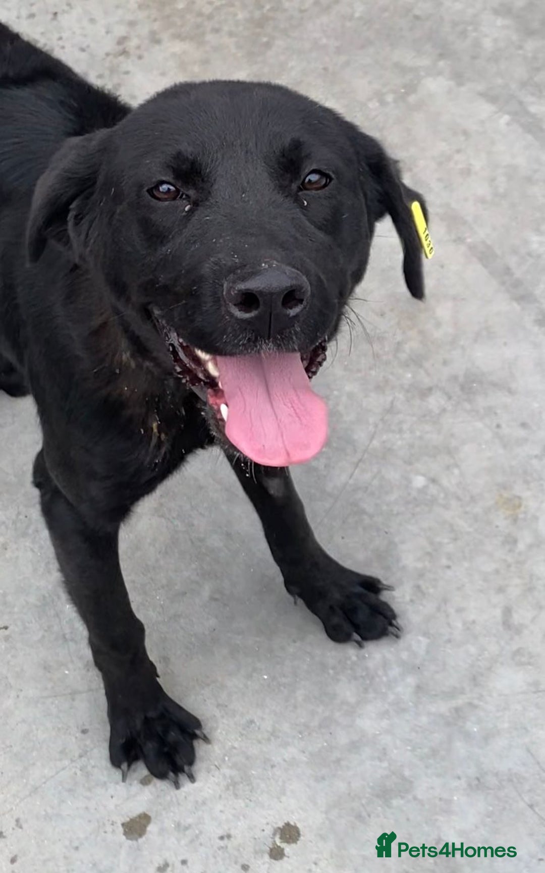 Mixed Breed dogs for adoption: Nyx, 1 yr old approx. Available for adoption. - Advert 3