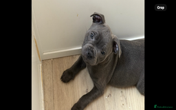 Staffordshire Bull Terrier dogs for sale: Stunning Staffordshire Bull Terrier pups   in Farnborough - Image 20