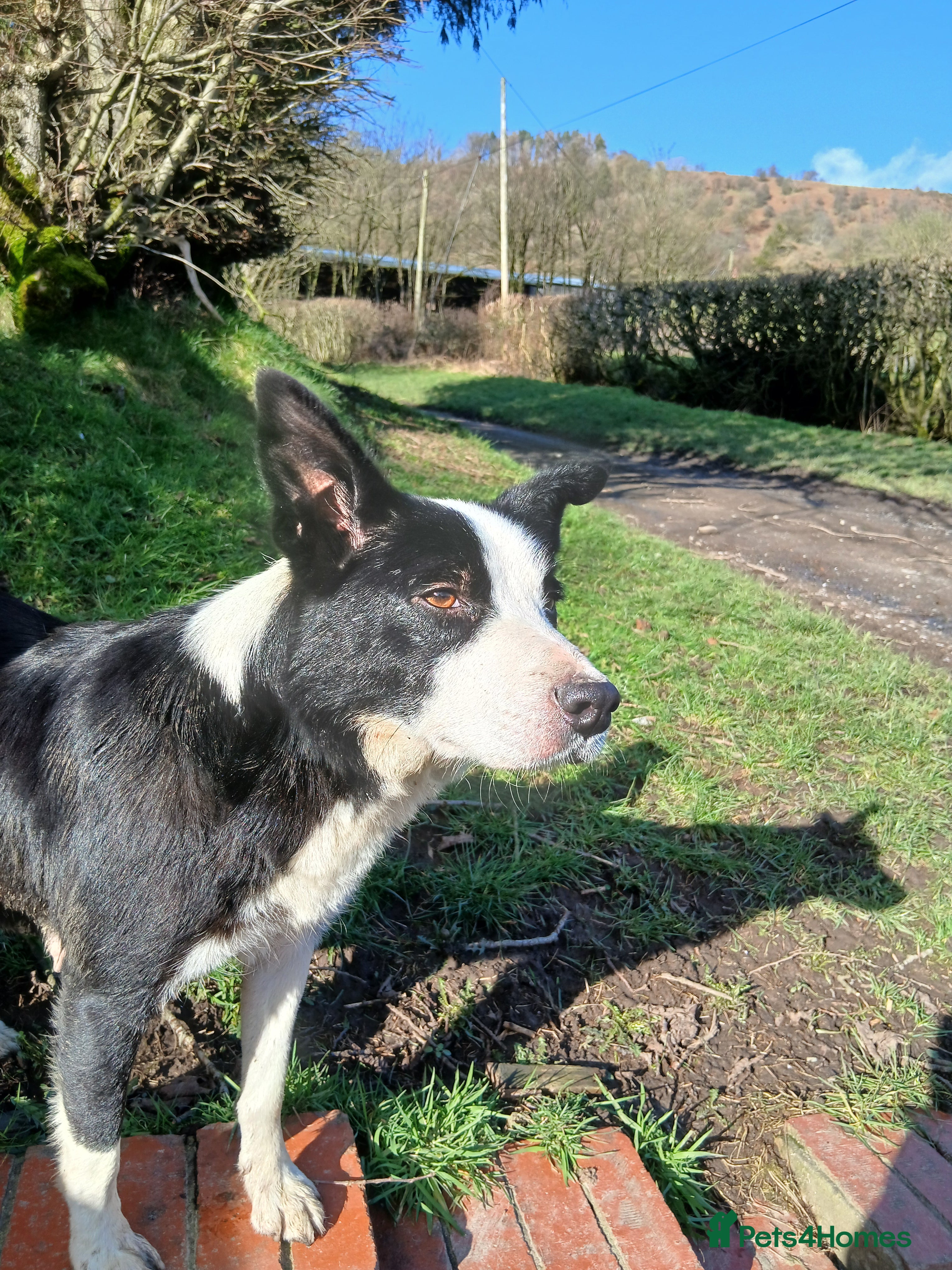 Border Collie dogs Blue merl border collies - Advert 1