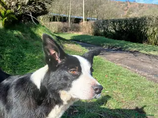 Border Collie dogs Blue merl border collies - Advert 1