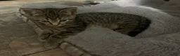 Mixed Breed cats for sale: Gorgeous Female kittens  - Advert 4