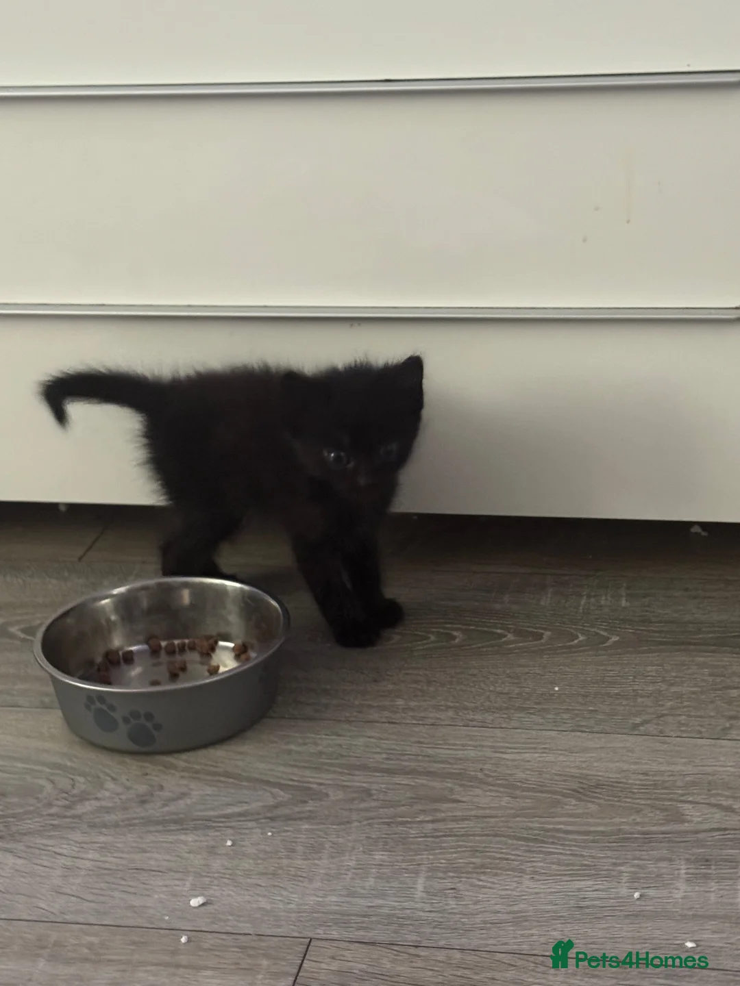 Mixed Breed cats for sale: 5 beautiful kittens for sale - Advert 8