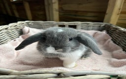 Mini Lop rabbits for sale: Gorgeous mini lops  - Advert 2