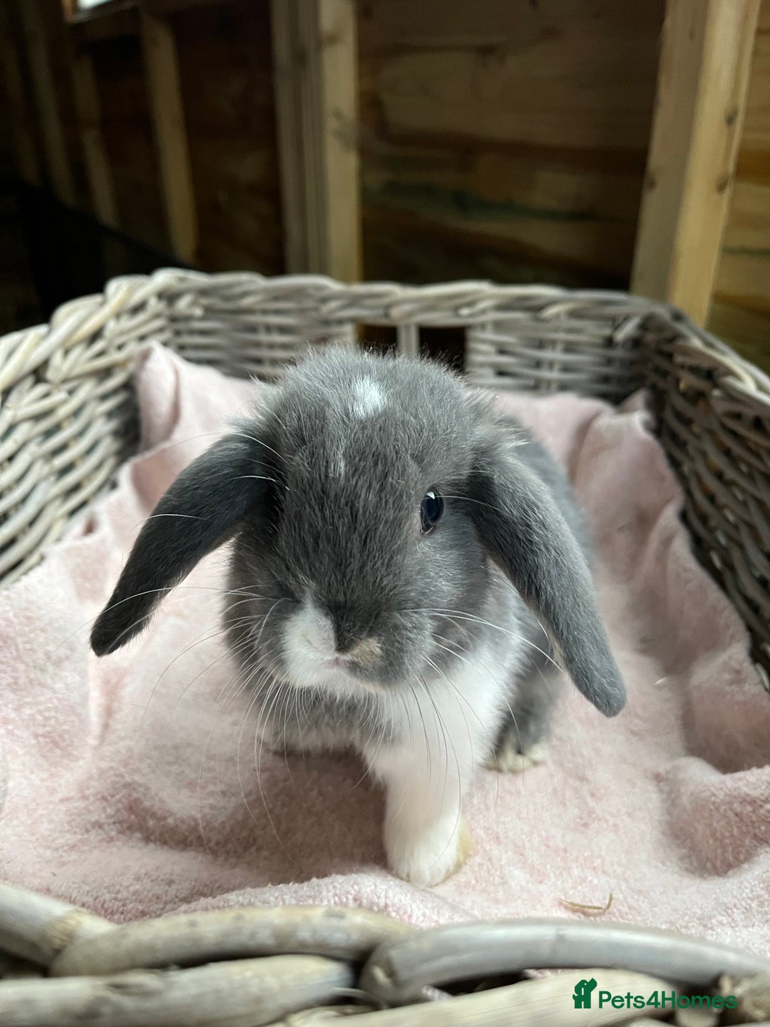 Mini Lop rabbits for sale: Gorgeous mini lops  - Advert 2