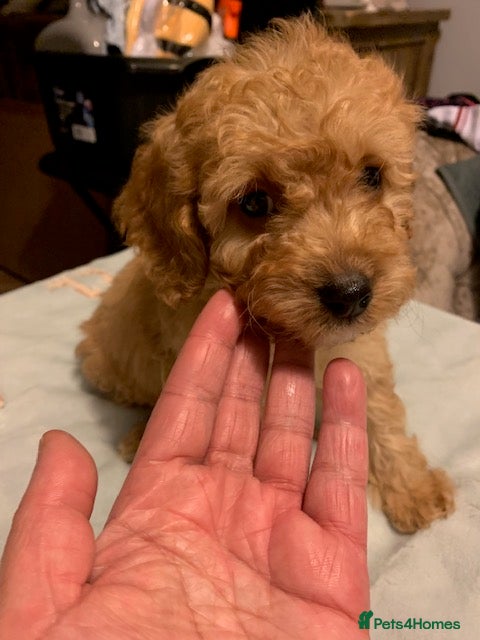 Cockapoo dogs male Cockapoo  - Advert 1