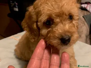 Cockapoo dogs for sale: male Cockapoo - Advert 1