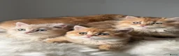 British Shorthair cats for sale: British Shorthair or Longhair golden kittens  - Advert 14