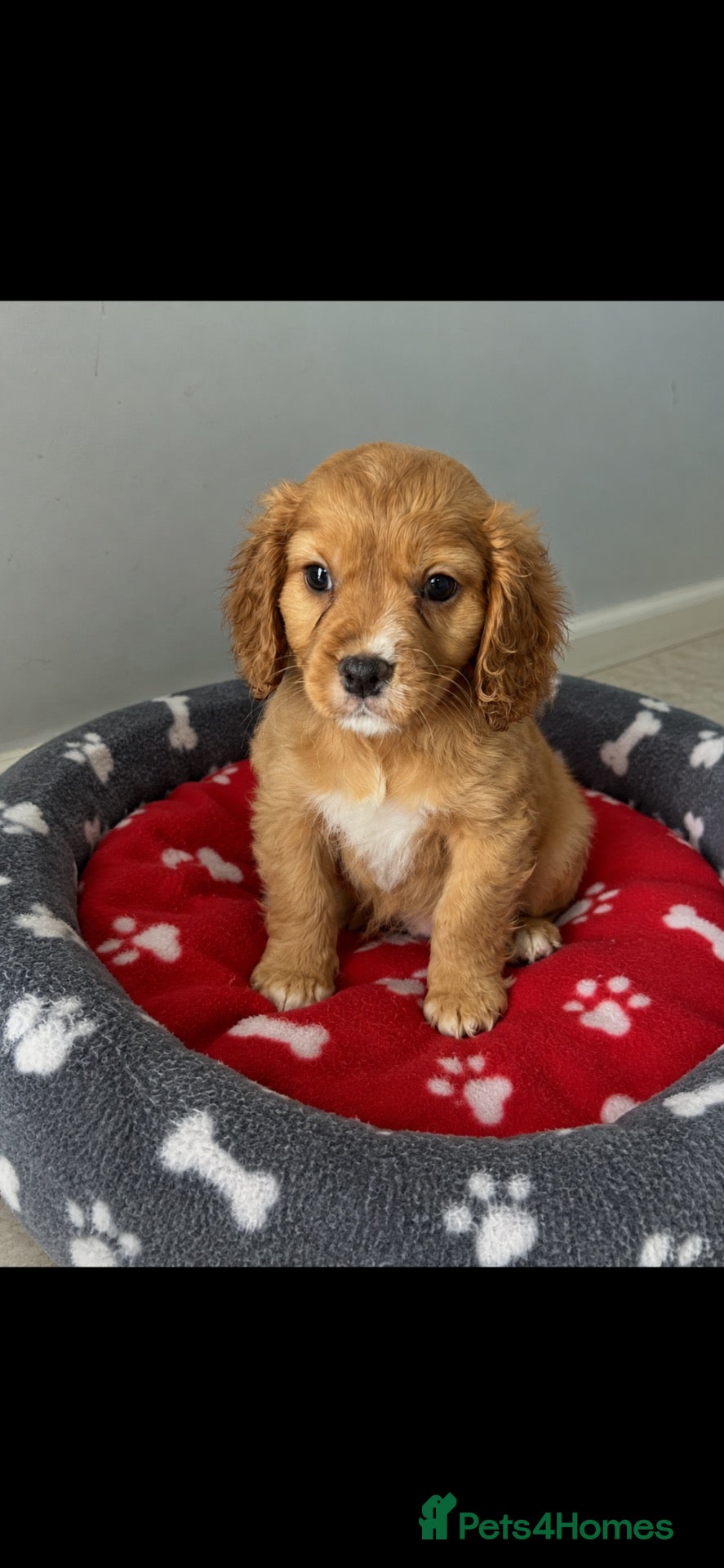 Mixed Breed dogs for sale: Cavapoo Puppies  - Advert 13