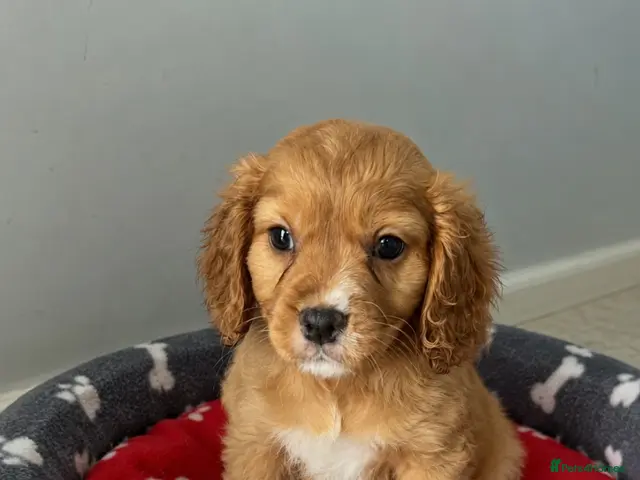 Mixed Breed dogs for sale: Cavapoo Puppies - Advert 13