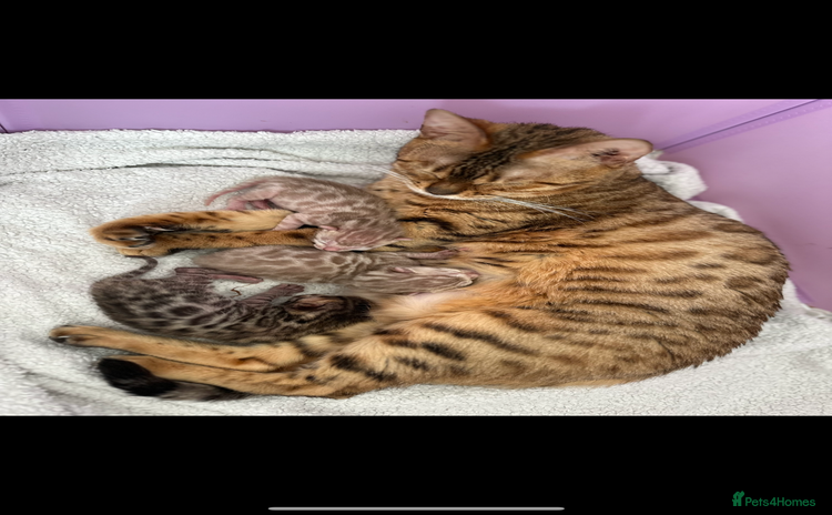 Bengal cats Bengal Kittens🐱 - Advert 1