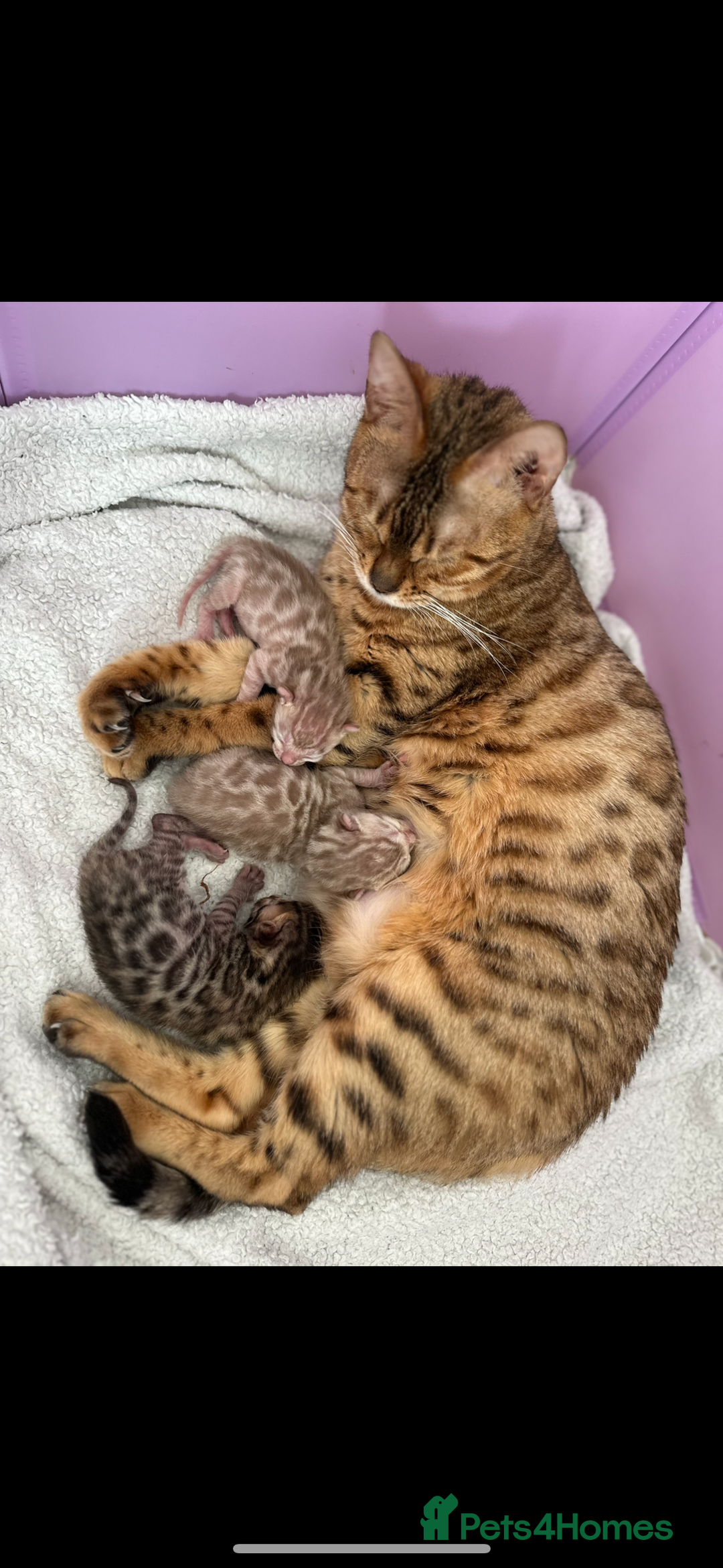 Bengal cats for sale: Bengal Kittens🐱 - Advert 1