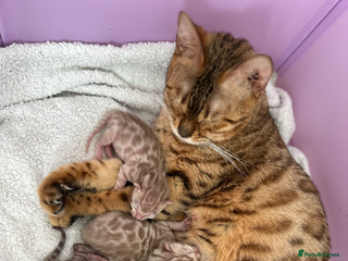 Bengal cats Bengal Kittens🐱 - Advert 6