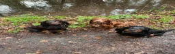 Cocker Spaniel dogs for stud: Working Cocker Spaniel at Stud (Proven) in Wolverhampton - Advert 16
