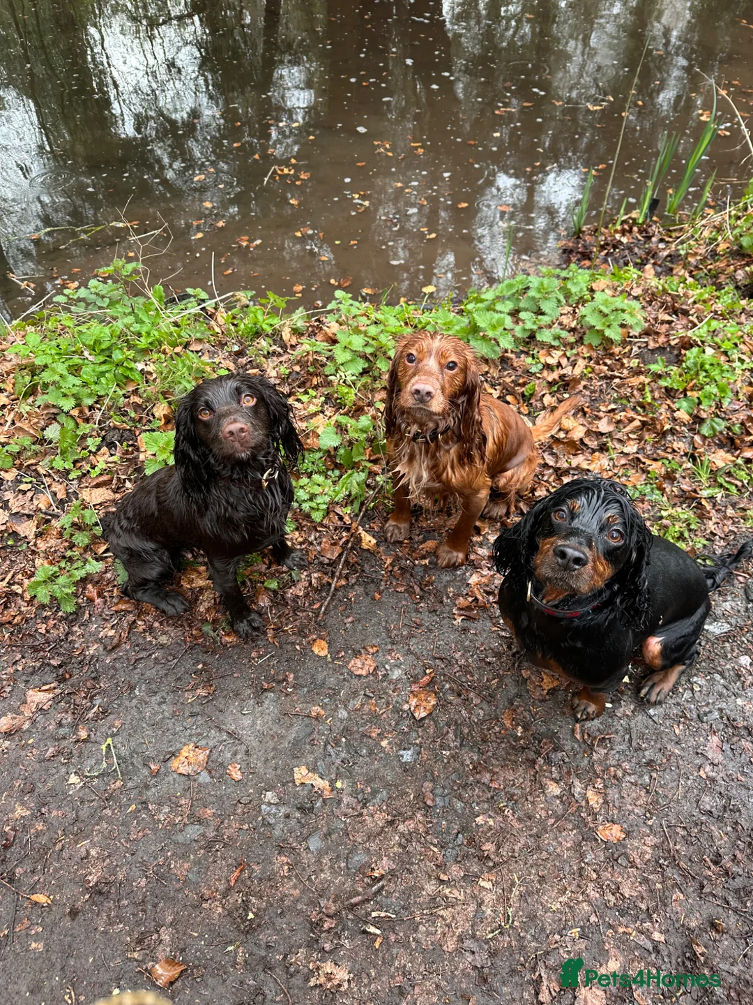 Cocker Spaniel dogs for stud: Working Cocker Spaniel at Stud (Proven) in Wolverhampton - Advert 16